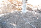 Basstree-transplanting-4.jpg; ?>